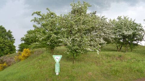 Blick auf einen Hügel, auf dem blühende Bäume stehen