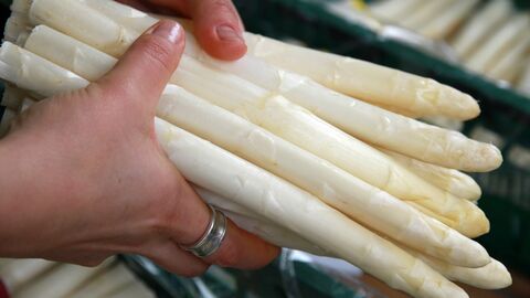 Symbolfoto Nahaufnahme von eingen Stangen Spargel, die in der Hand gehalten werden