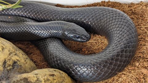 Eine schwarze Kettennatter