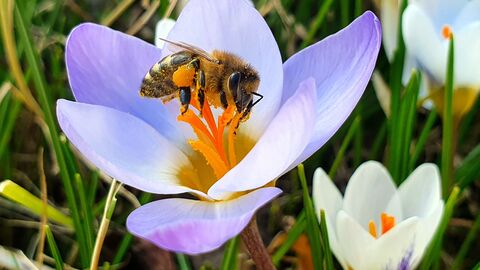 Eine Bine sitzt in einer Blume Eine Bine sitzt in einer Blume - Siegerfoto März 2023