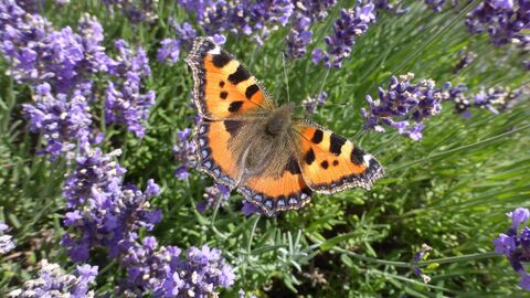 Schmetterling im Blumenfeld
