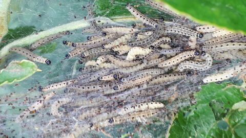 Dutzende Raupen der Apfelbaumgespinstmotte