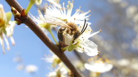 Eine Sandbiene sitzt an einer Blüte