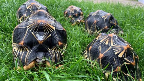 Griechische Landschildkröten auf einem Rasen