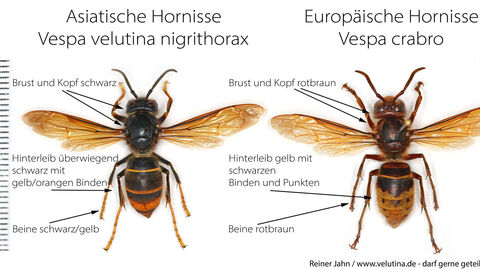 Hornissen im Vergleich Vergleich einer Asiatischen und Europäischen Hornisse