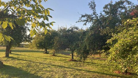 Blick auf eine Streuobstwiese mit grünem Rasen und Obstbäumen