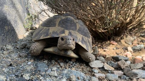 Eine griechische Landschildkröte läuft in ihrem Gehege umher