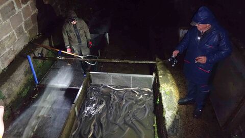 Zwei Männer fangen in der Dunkelheit Aale