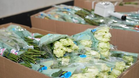 Schnittblumen Schnittblumen