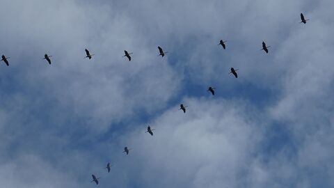 Kraniche am Himmel Kraniche ziehen in V-Formation am Himmel entlang.