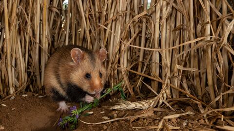 Ein Feldhamster in einem Weizenfeld