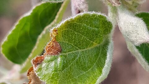 Apfelbaumgespinstmotte Die noch sehr kleinen Räupchen brechen aus den Blattminen heraus und beginnen sich bald einzuspinnen.