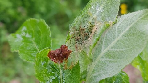 Apfelbaumgespinstmotte Apfelbaumgespinstmotten, die mit der Bildung ihrer Gespinste beginnen