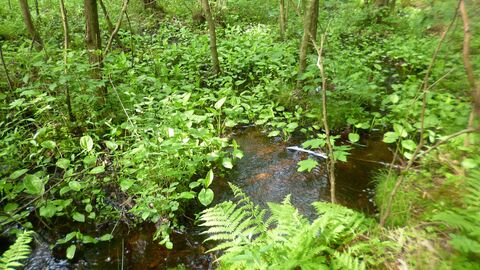 Serie über Biotope Fließgewässer im Burgwald
