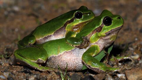 Serie über Biotope Zwei Laubfrösche