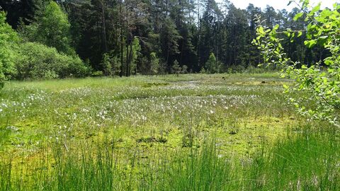 Blick auf ein Moor im Burgwald