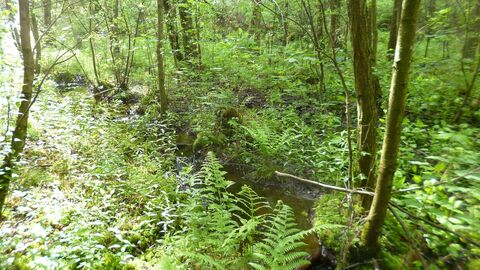 Blick auf einen Fluss, Bäume und Pflanzen