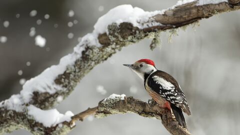 Ein Mittelspecht sitzt auf einem Ast