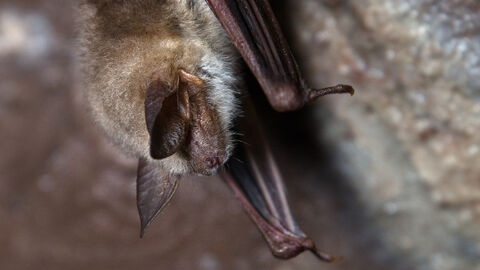 Eine Fledermaus hängt an einem Felsen