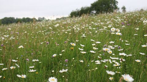 eine Berg-Mähwiese im Vogelsberg mit vielen blühenden Blumen
