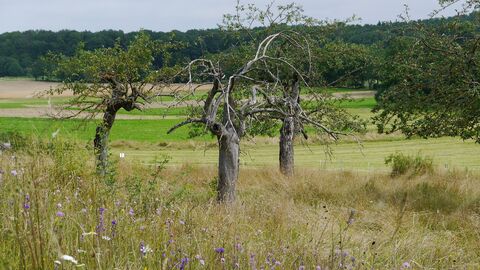 Obstbäume stehen auf einer Wiese