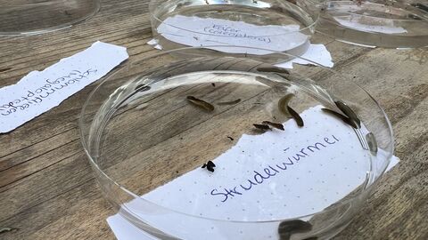 Gewässeruntersuchung Mehrere Strudelwürmer in einer Petrischale, die auf einem Tisch steht