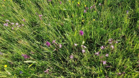 Breitblättrige Knabenkraut und Kuckucks-Lichtnelke blühen auf einer Wiese