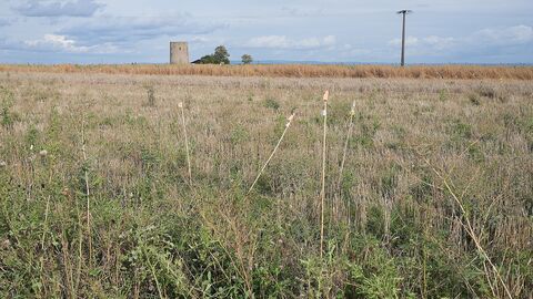Kleine Fähnchen stehen auf einem Feld. Sie zeigen, wo Hamsterbaue sind.