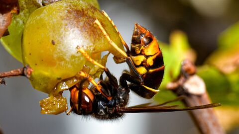 Eine asiatische Hornisse sitzt an einer Weintraube und frisst