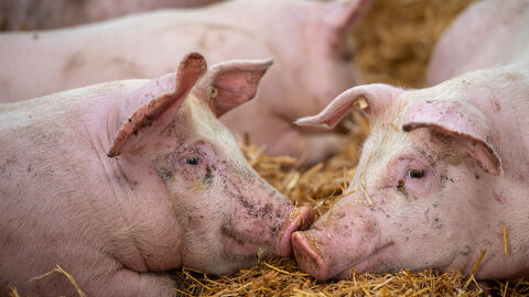 Tierhaltungskennzeichnung 