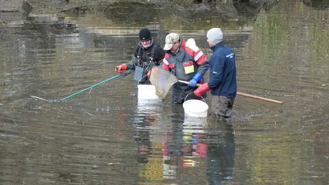 Katzenwels erfolgreich entnommen