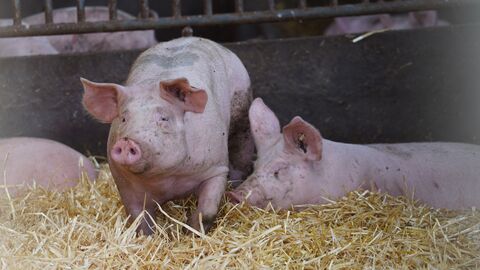 Zwei Schweine in einem Stall, der mit Stroh ausgelegt ist