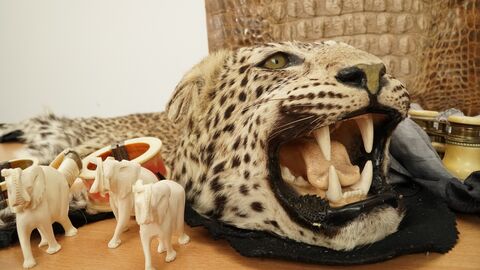 Ein Leopardenkopf, Elefanten und Armreife aus Elfenbein