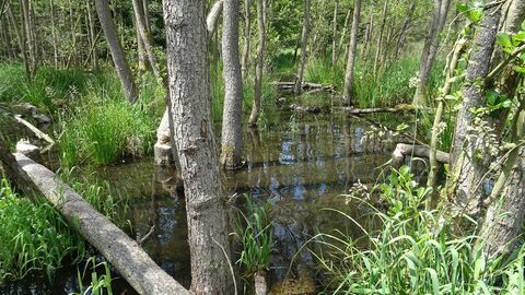 Ein Biberrevier, in dem manche Bäume gefällt wurden und in einen Bach ragen