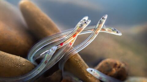 Glasaale in einem Fluss