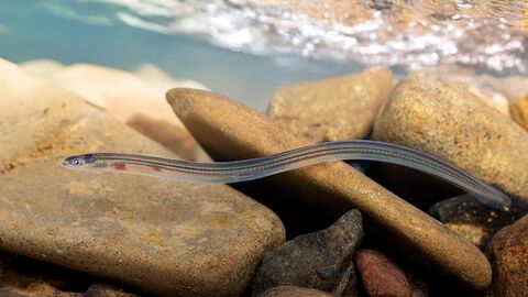 Ein Glasaal, der im Wasser schwimmt.