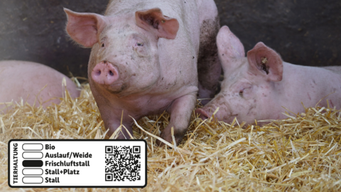 Mehrere Schweine stehen oder liegen in einem Stall. 