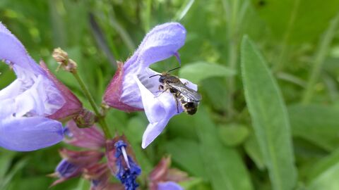 Eine Biene an blühendem Salbei