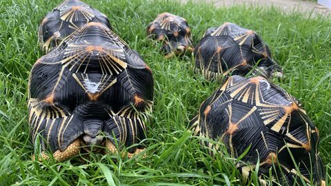 Weltschildkrötentag