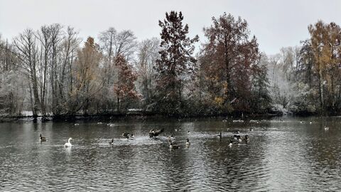 Mehrere Vögel schwimmen im Schwanenteich in Gießen oder sind gerade zum Fliegen gestartet.