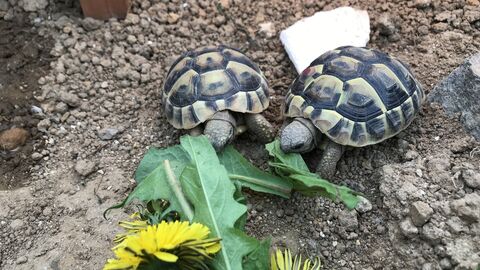 Zwei Schildkröten fressen Löwenzahn