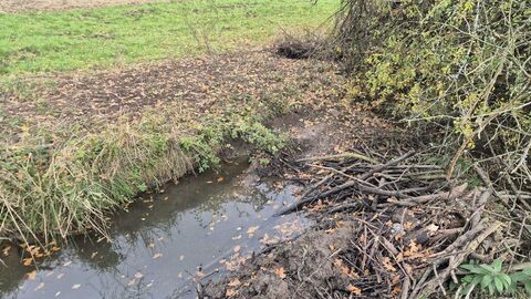 Blick auf das Flüsschen Jossoller. Hier hat ein Biber einen Damm aus Ästen und Matsch gebaut, der fast die gesamte Breite der Jossoller einnimmt.