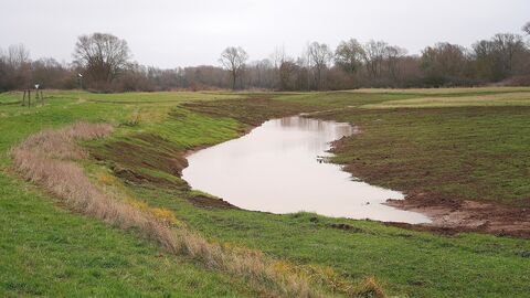 Blick auf die neue Flutmulde. Rundherum ist Wiese.