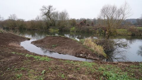 Blick auf eine kleine Insel in der Lahn, auf der Bäume und andere Pflanzen wachsen. 