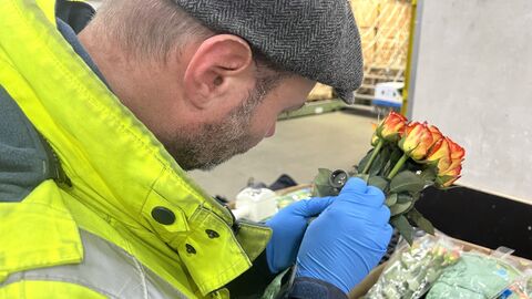 RP-Mitarbeiter Andreas Scharnhorst hat eine Lupe in der Hand und schaut sich die Blätter von Rosen genau an. 