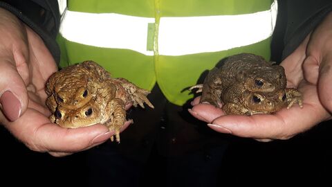 Eine Frau hält vier Kröten in den Händen.