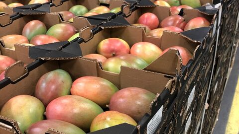 Kisten mit Mangos darin, die gestapelt sind. 